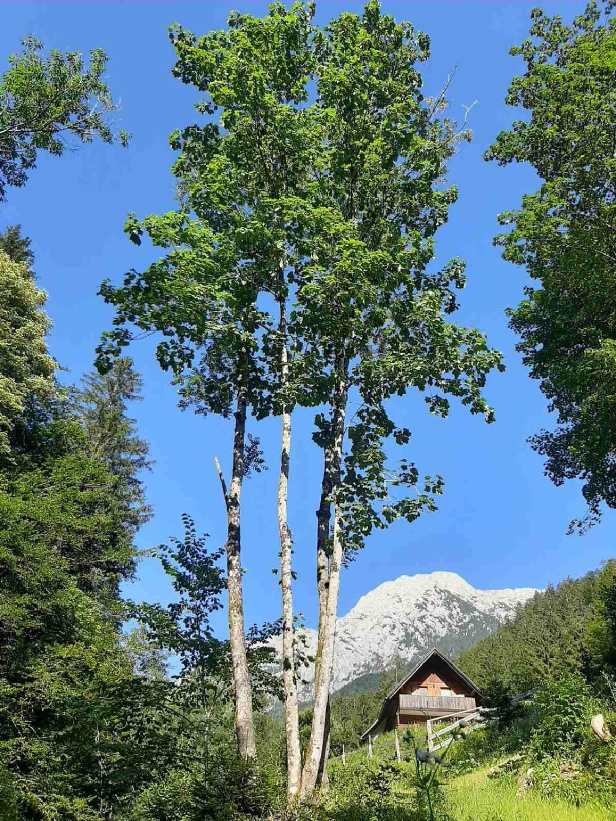 Camping & Glamping Grintovec Preddvor Exterior foto